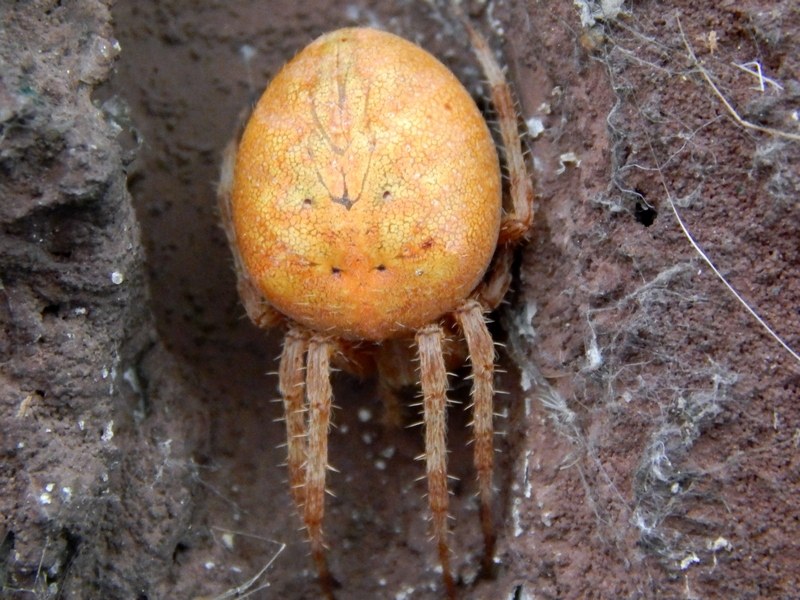 Araneus diadematus - Arluno (MI)